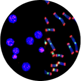 image chromosomes